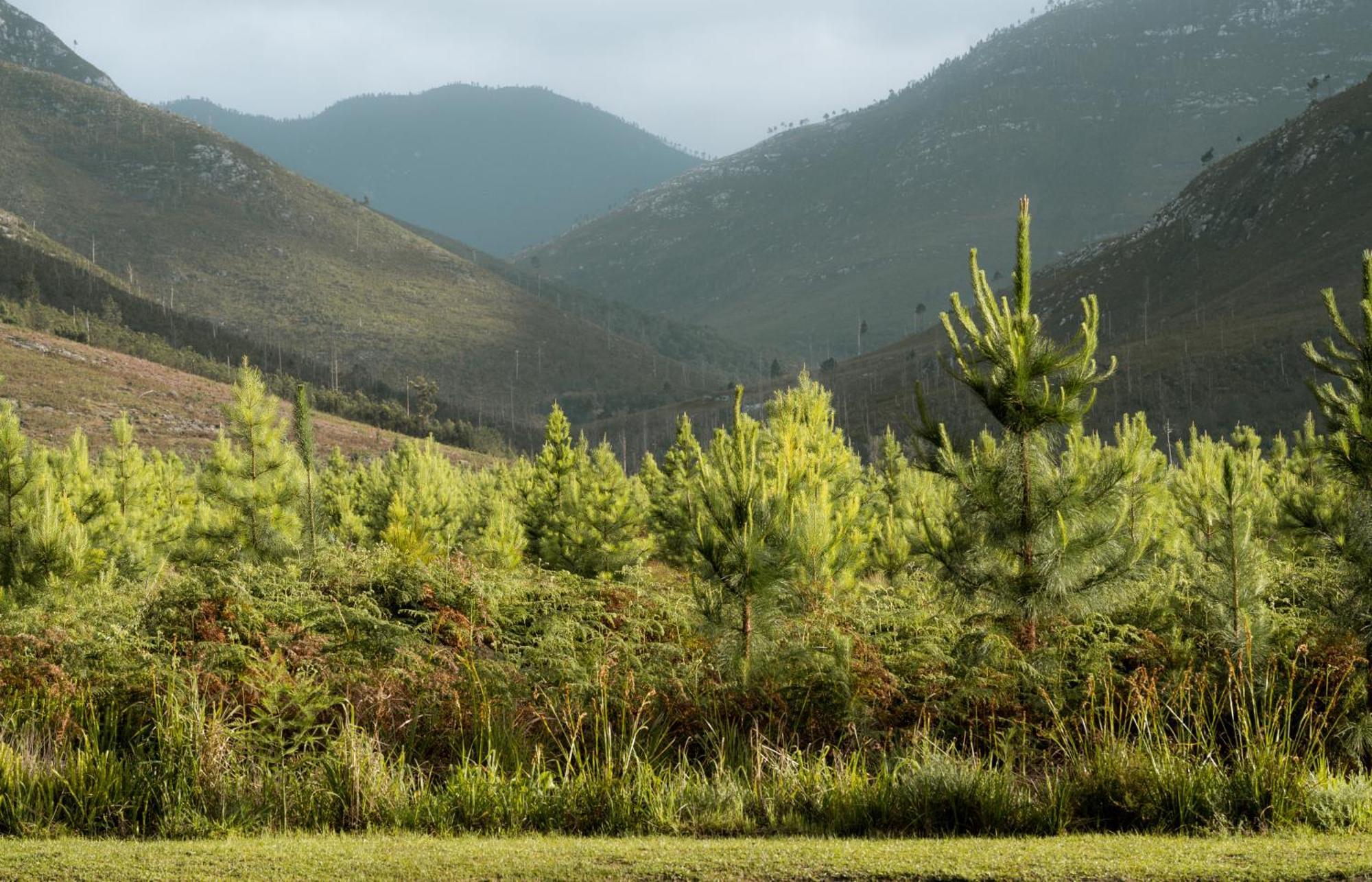 Tsitsikamma Lodge & Spa Stormsrivier Dış mekan fotoğraf